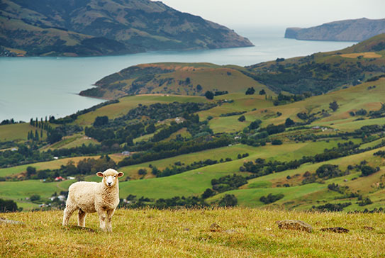 ニュージーランド風景